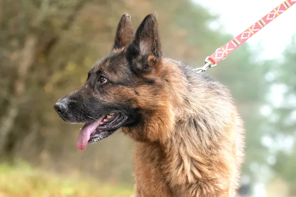 Pies do adopcji, Nowodwór, 29 listopada 2025 (1/5)