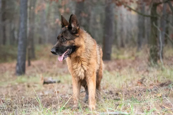 Pies do adopcji, Nowodwór, 29 listopada 2025 (2/5)