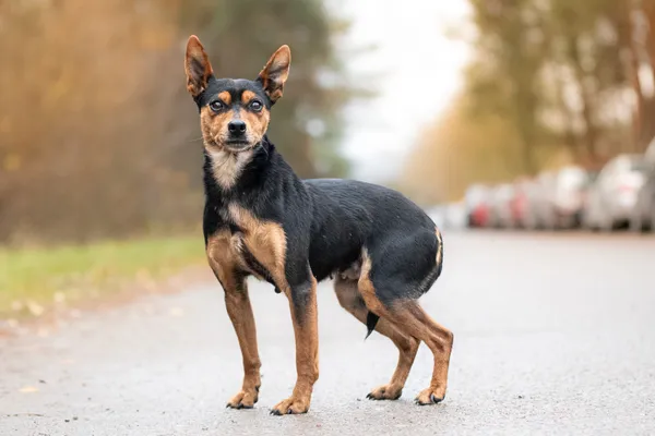 Pies do adopcji, Nowodwór, 29 listopada 2025 (2/5)