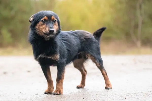 Pies do adopcji, Nowodwór, 29 listopada 2025 (1/5)