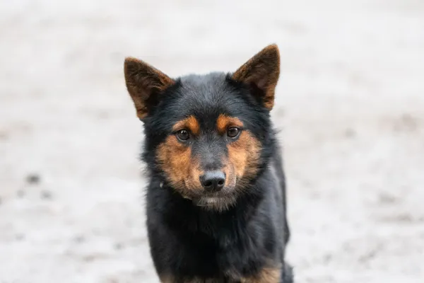 Pies do adopcji, Nowodwór, 29 listopada 2025 (2/5)