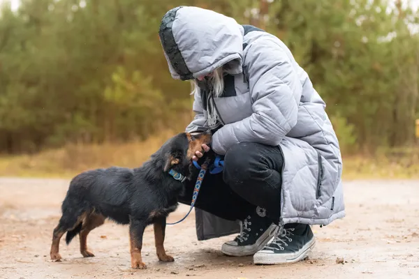 Pies do adopcji, Nowodwór, 29 listopada 2025 (3/5)