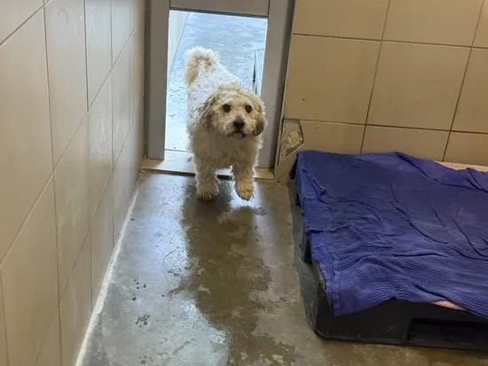 Pies do adopcji, Kraków, 15 listopada 2025