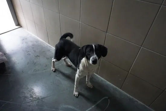 Pies do adopcji, Kraków, 15 listopada 2025