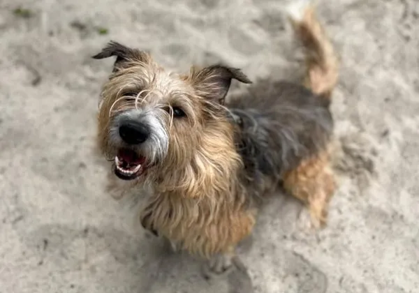 Pies do adopcji, Kraków, 15 listopada 2025