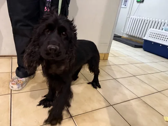 Pies do adopcji, Kraków, 15 listopada 2025