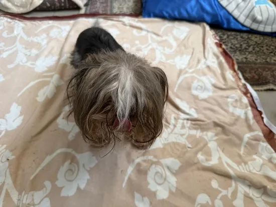 Pies do adopcji, Kraków, 15 listopada 2025