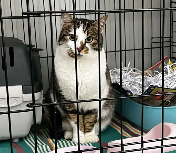 Znaleziono kota, Toruń, 28 listopada 2025