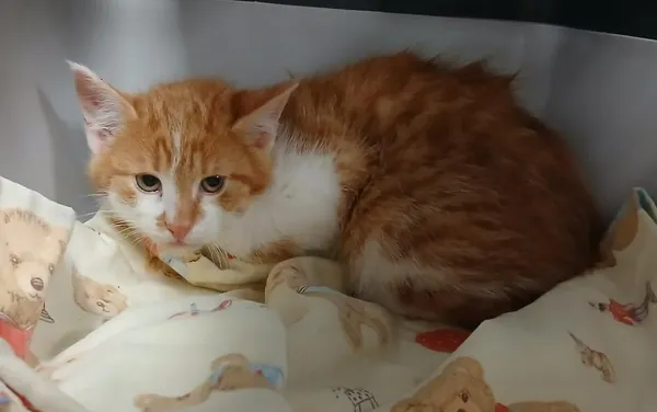 Znaleziono kota, Toruń, 28 listopada 2025