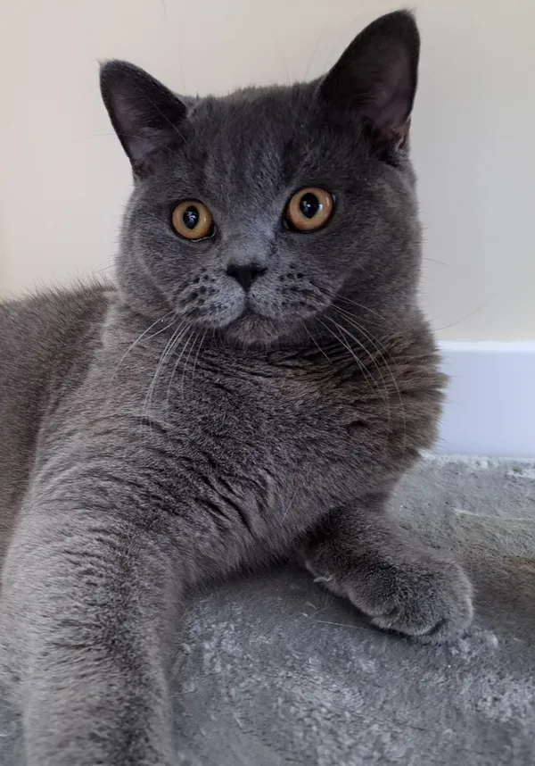 Zaginął kot, Kowale, 30 listopada 2025 (1/2)