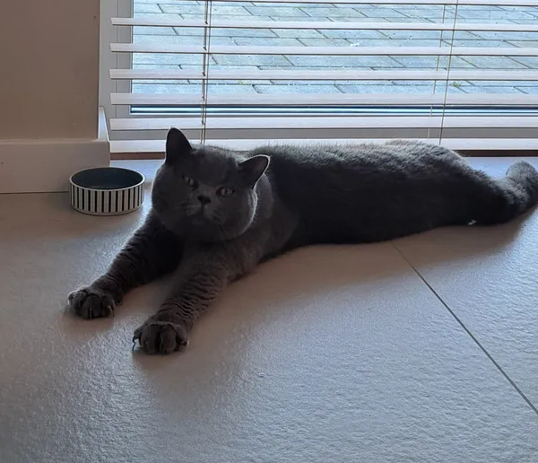 Zaginął kot, Kowale, 30 listopada 2025 (2/2)