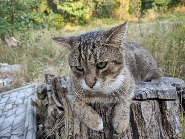 Zaginął kot, Poznań, Osiedle Dębina, 1 grudnia 2025 (2/2)