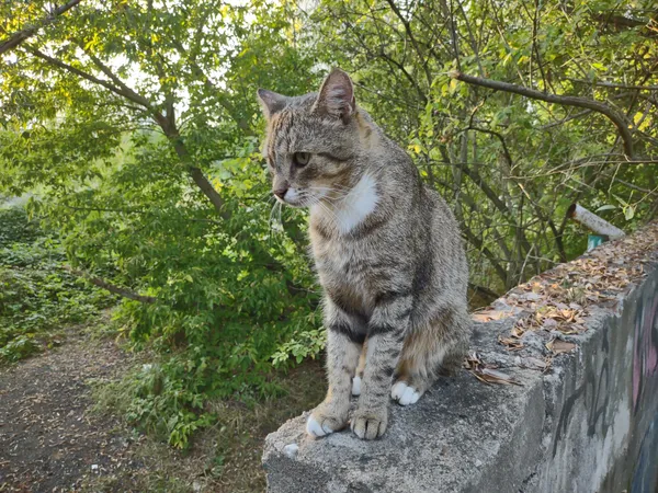 Zaginął kot, Poznań, Osiedle Dębina, 1 grudnia 2025 (1/2)