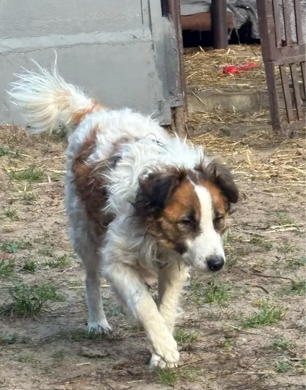 Pies do adopcji, Milanówek, 5 stycznia 2026 (1/4)