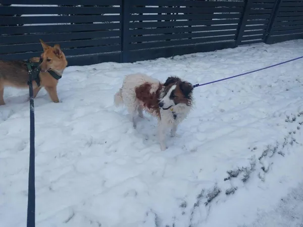 Pies do adopcji, Milanówek, 5 stycznia 2026 (3/4)