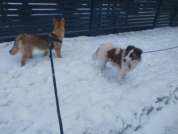 Pies do adopcji, Milanówek, 5 stycznia 2026 (4/4)