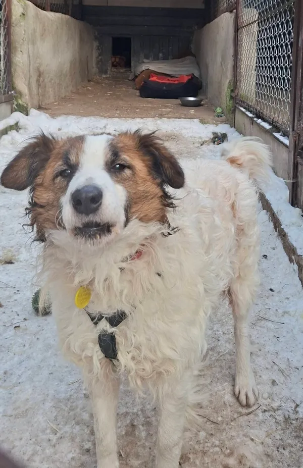 Pies do adopcji, Milanówek, 12 stycznia 2026 (1/5)