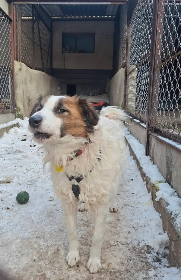 Pies do adopcji, Milanówek, 12 stycznia 2026 (2/5)