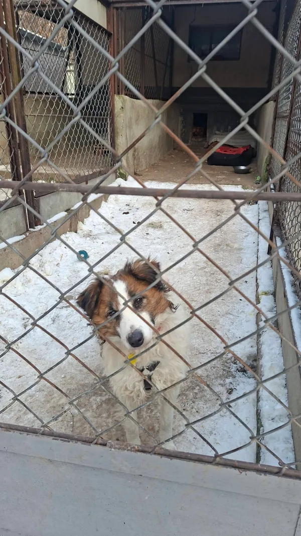 Pies do adopcji, Milanówek, 12 stycznia 2026 (3/5)