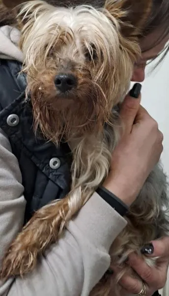 Znaleziono psa, Radom, 30 listopada 2025