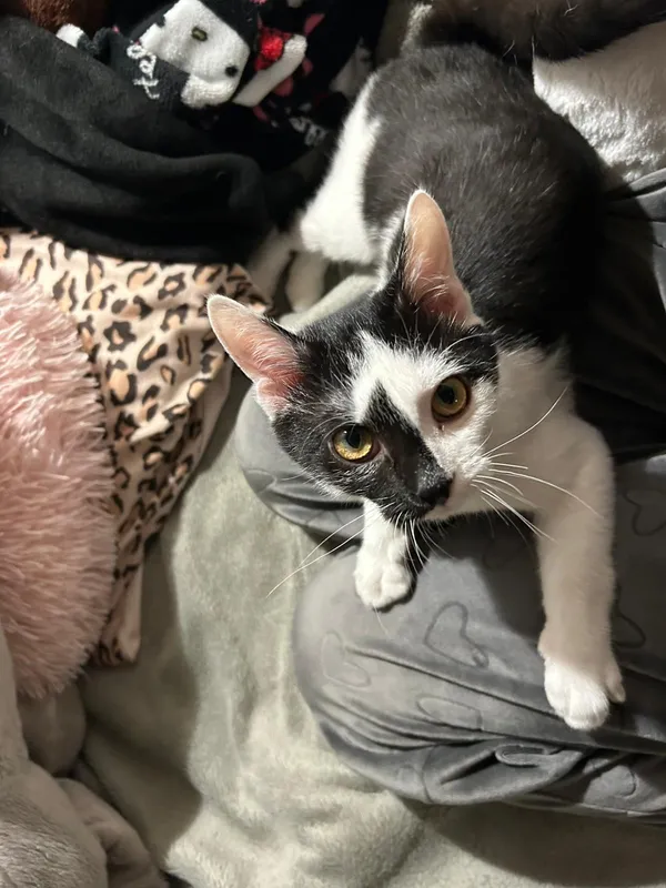 Oddam kota, Warszawa, Solec, 1 grudnia 2025 (2/4)