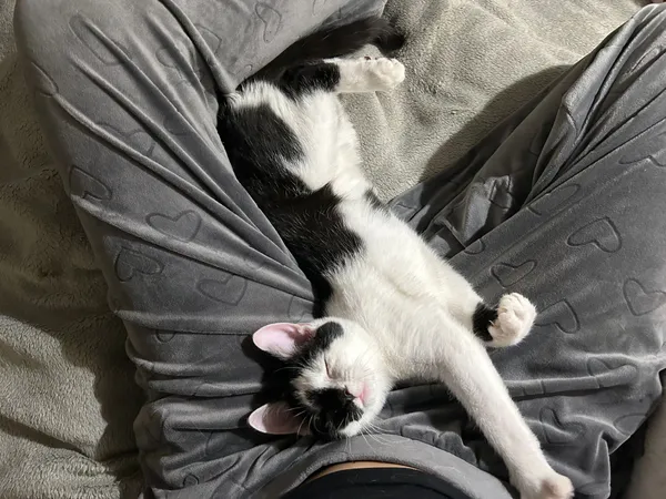 Oddam kota, Warszawa, Solec, 1 grudnia 2025 (3/4)