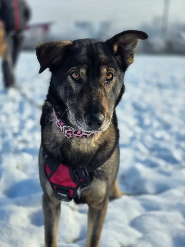 Znaleziono psa, Żywiec, 1 grudnia 2025 (3/5)