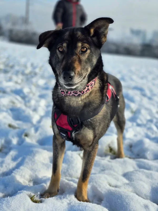 Znaleziono psa, Żywiec, 1 grudnia 2025 (5/5)