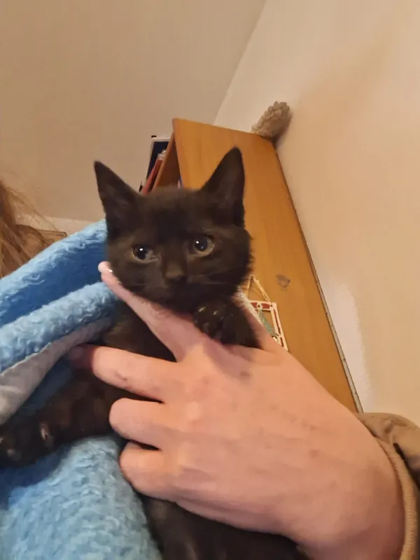 Oddam kota, Warszawa, Rakowiec, 1 grudnia 2025 (2/4)