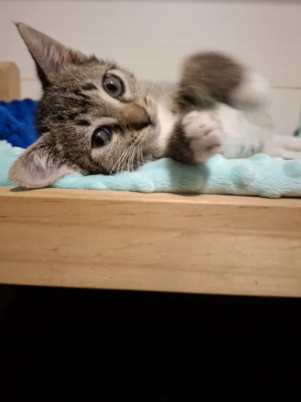 Oddam kota, Warszawa, Rakowiec, 1 grudnia 2025 (3/4)