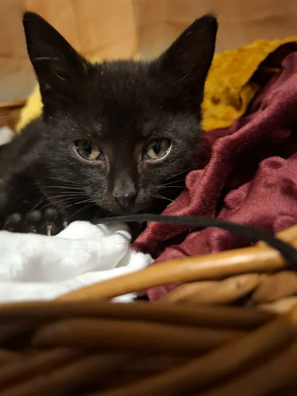 Oddam kota, Warszawa, Rakowiec, 1 grudnia 2025 (4/4)