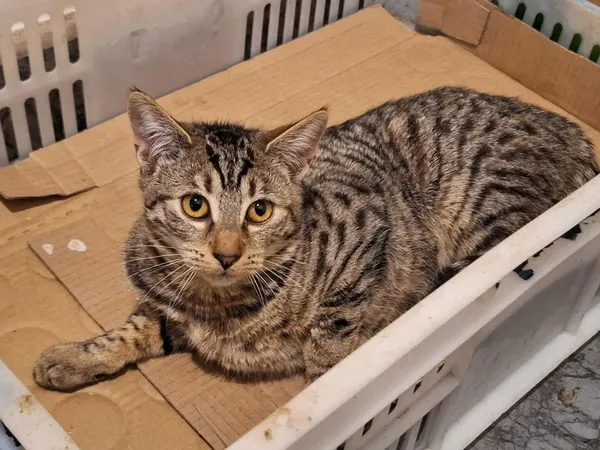 Oddam kota, Warszawa, Słodowiec, 1 grudnia 2025 (1/2)