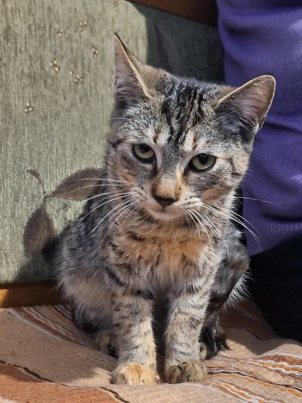 Oddam kota, Warszawa, Słodowiec, 1 grudnia 2025 (2/2)