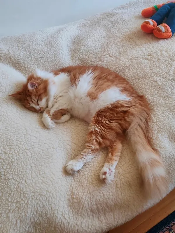 Zaginął kot, Łódź, 1 grudnia 2025