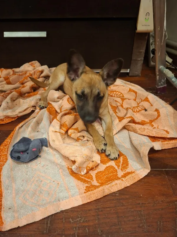 Zaginął pies, Łódź, 30 listopada 2025