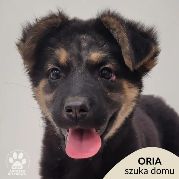 Pies do adopcji, Gdynia, 1 grudnia 2025 (1/5)