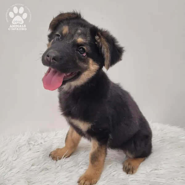 Pies do adopcji, Gdynia, 1 grudnia 2025 (2/5)