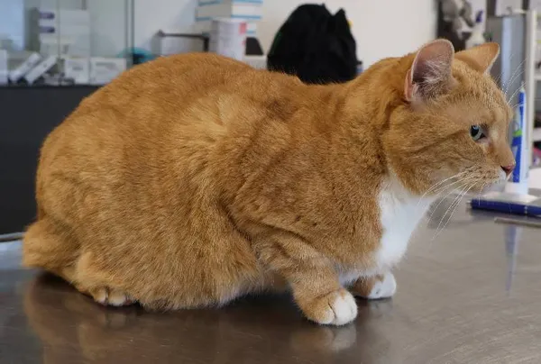 Znaleziono kota, Łódź, 30 listopada 2025 (1/2)