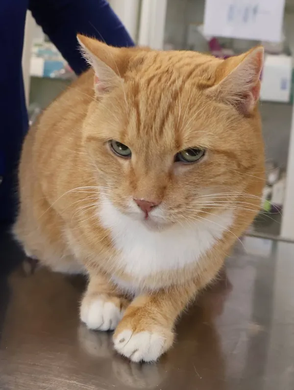 Znaleziono kota, Łódź, 30 listopada 2025 (2/2)