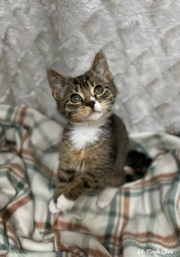 Kot do adopcji, Bydgoszcz, 1 grudnia 2025 (1/5)