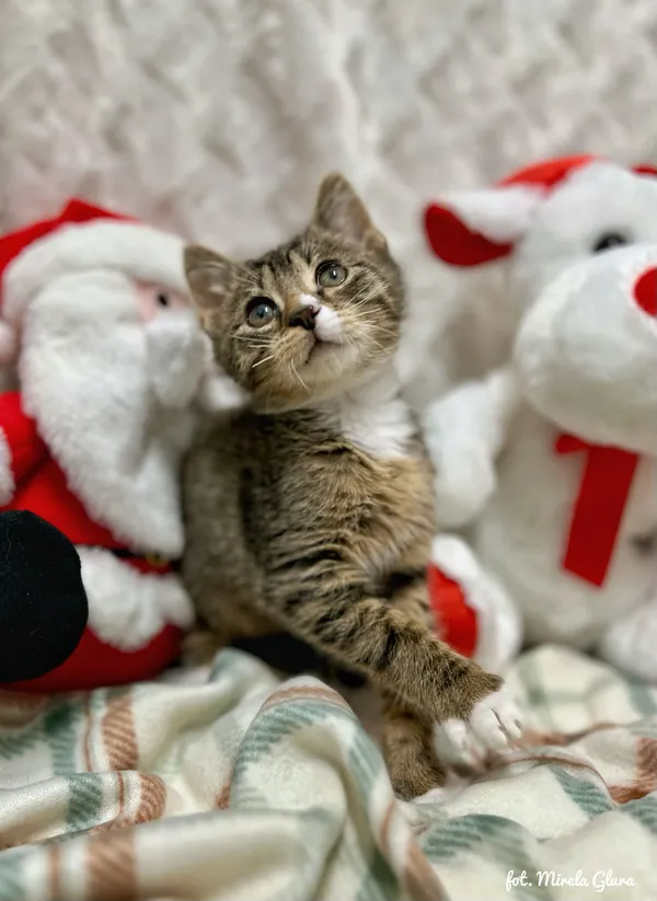 Kot do adopcji, Bydgoszcz, 1 grudnia 2025 (2/5)