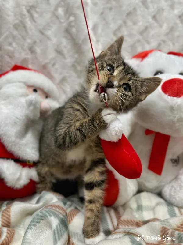 Kot do adopcji, Bydgoszcz, 1 grudnia 2025 (3/5)