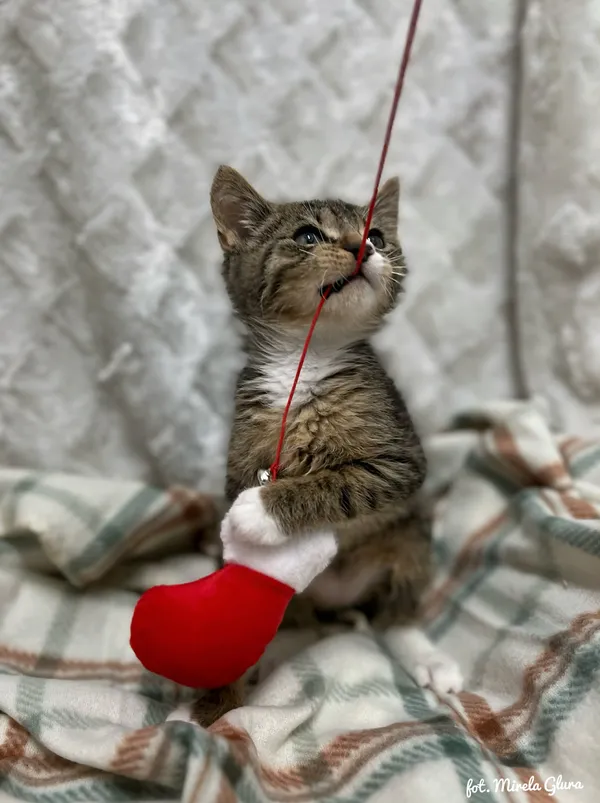 Kot do adopcji, Bydgoszcz, 1 grudnia 2025 (5/5)