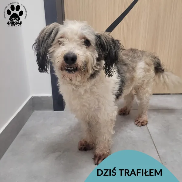 Znaleziono psa, Gdynia, 30 listopada 2025