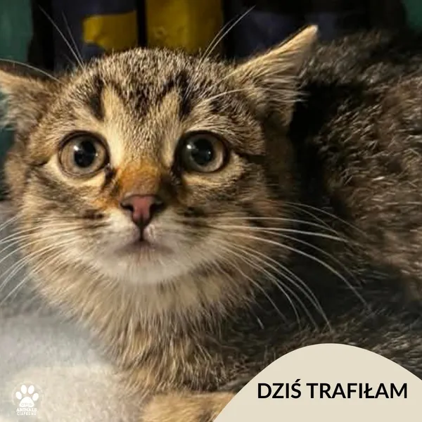 Znaleziono kota, Gdynia, 29 listopada 2025