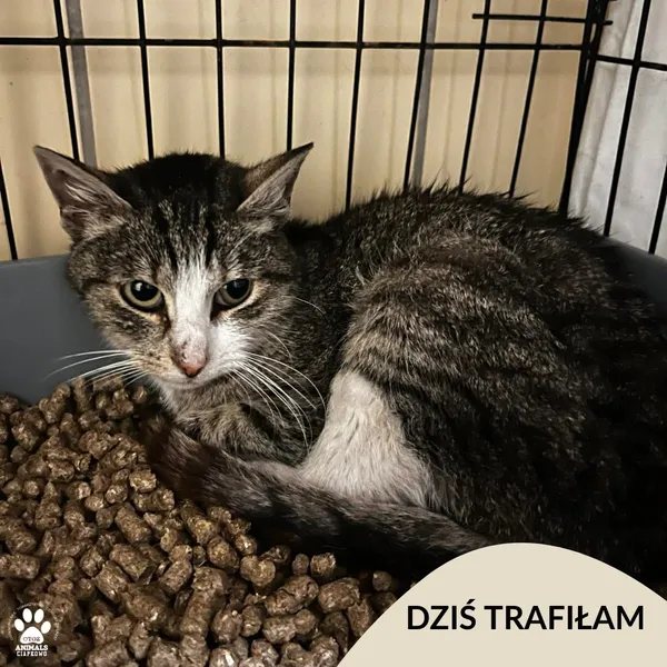 Znaleziono kota, Gdynia, 29 listopada 2025