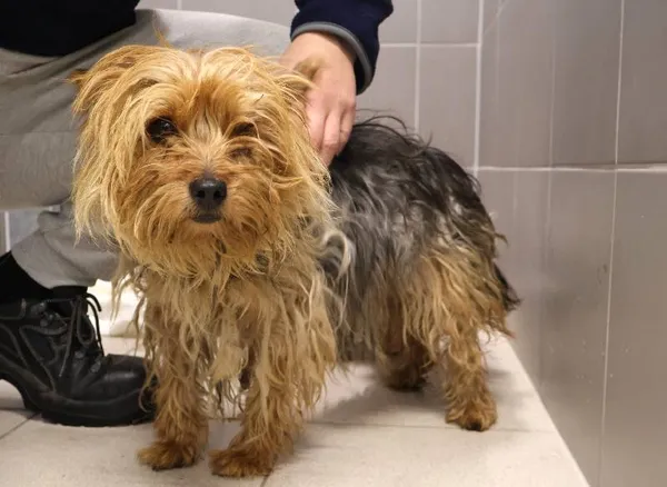 Znaleziono psa, Łódź, 30 listopada 2025 (1/2)