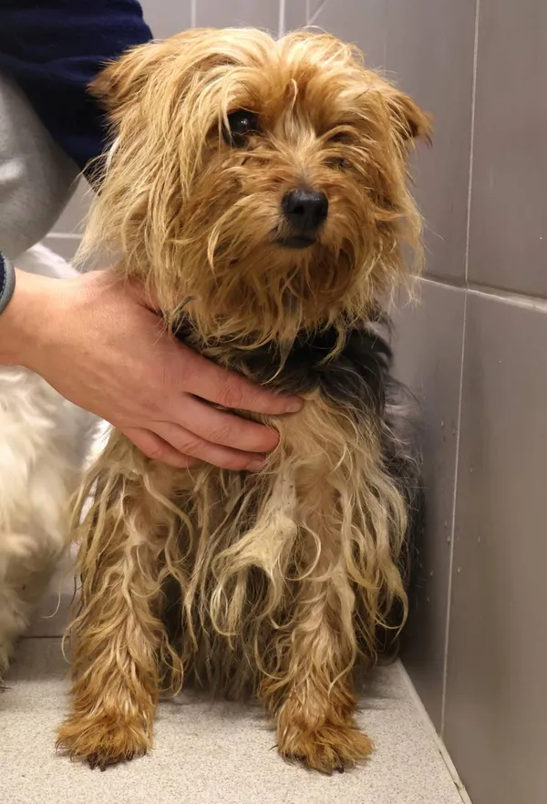 Znaleziono psa, Łódź, 30 listopada 2025 (2/2)