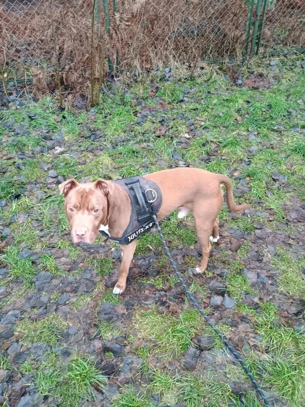 Pies do adopcji, Włocławek, 30 listopada 2025 (1/3)