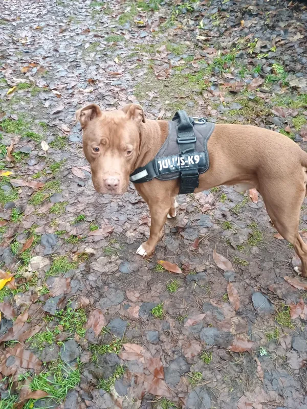 Pies do adopcji, Włocławek, 30 listopada 2025 (2/3)